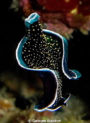 dancing flatworm by Georges Boudron 